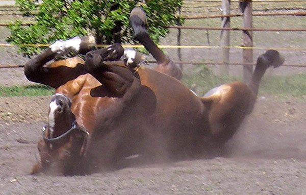 sich wälzendes Pferd